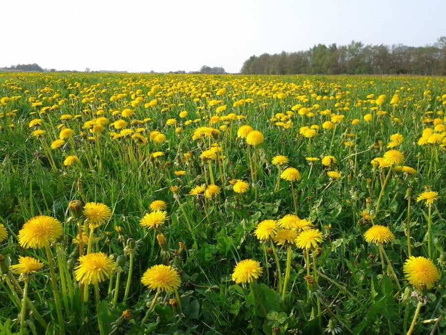 3 načina da napravite vino od maslačka