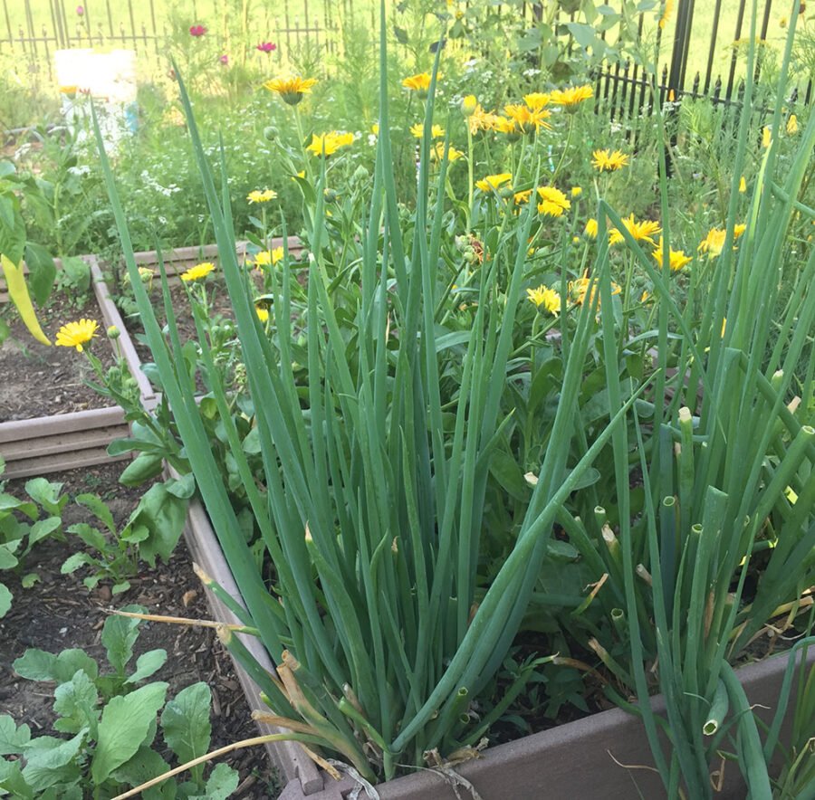 Izvor slike: Off Grid World