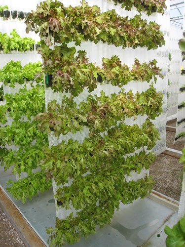 Vertikalni uzgoj visoke gustine